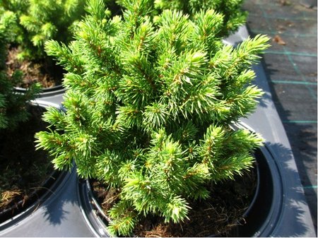 Smrk siv� - Picea glauca ALBERTA GLOBE, C 2 l