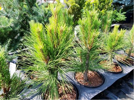 Borovice �ern� - Pinus nigra PYRAMIDALIS, C 5 l