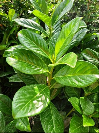 Bobkovi�e� l�ka�sk� - Prunus laurocerasus NOVITA, C 3 l