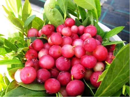 Ob�� kanadsk� bor�vka PINK LEMONADE� - r��ov�