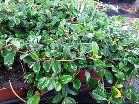 Skaln�k dammer�v - Cotoneaster dammeri