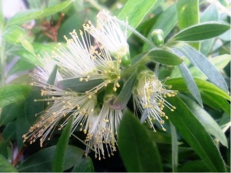 �t�tkovec b�l� - Callistemon bianco
