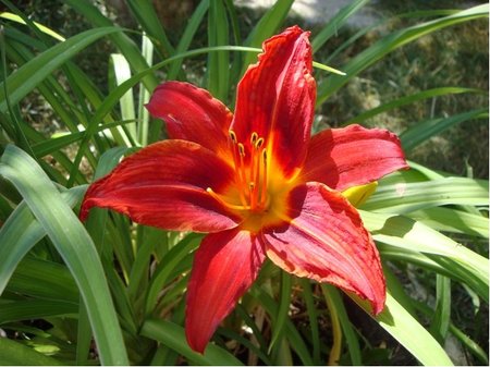 Denivka - Hemerocallis CRIMSON PIRATE - �erveno�lut�