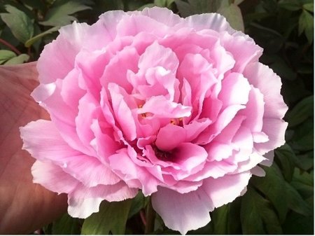 Pivo�ka ��nsk� SARAH BERNHARDT - sv�tle r��ov�