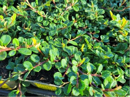 Skaln�k pol�hav� - Cotoneaster procumbens QUEEN OF CARPET