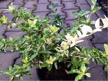 Brslen - Euonymus fortunei GOLDEN HARLEQUIN�
