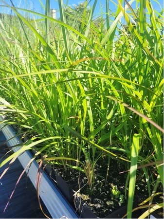 Miscanthus sin. - Ozdobnice ��nsk� SUNSET�