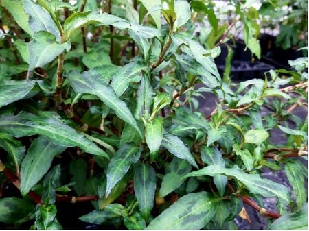 Vietnamsk� koriandr - Polygonum odoratum
