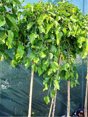 Moru�e p�evisl� - Morus alba - PENDULA - kmen 200cm, C 20 l