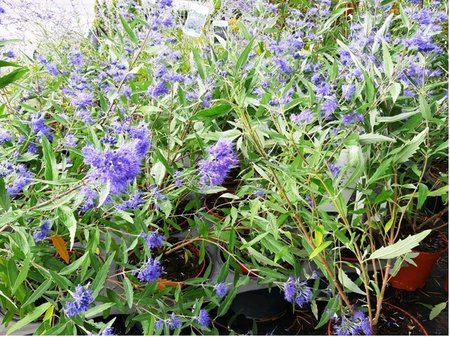 O�echoplodec - Caryopteris cland. GRAND BLEU - modr�