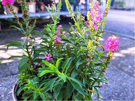 Rozrazil klasnat� - Veronica spicata BUBBLEGUM CANDLES�