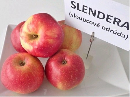Sloupovit� jablo� SLENDERA� - podno� MM106 v kontejneru