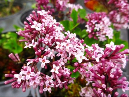 �e��k Meyer�v - Syringa meyeri PALIBIN - kmen 90cm