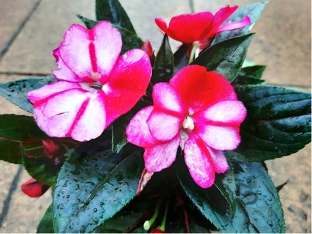 Balzam�na New Guinea - Impatiens K11