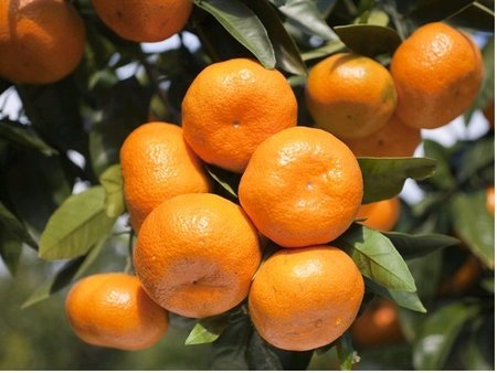 Mandarinka SATSUMA v kv�tin��i P20