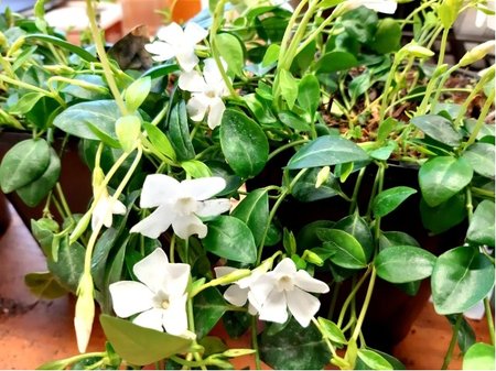 Barv�nek men�� - Vinca minor GERTRUDE JEKYLL - b�l�, C 1,4 l