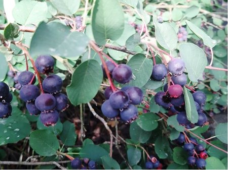 Amelanchier SMOKY