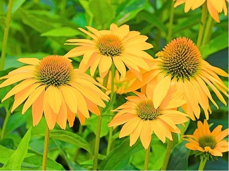 Echinacea purpurea - T�apatkovka nachov� TWEETY� - �lut�