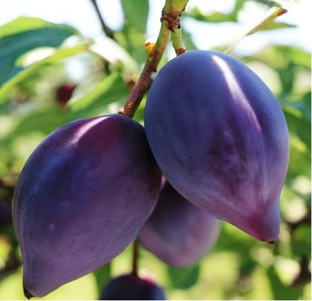 Slivo� SHARKY PLUM BLACK - podno� Myrobal�n v kontejneru