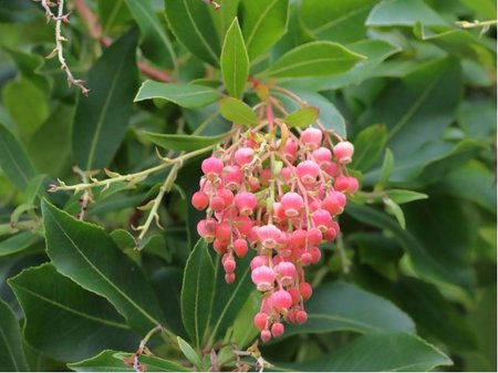 Arbutus MERCURIUS�, C 2 l