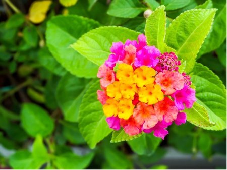 Lantana Evita� Magenta - r��ovo�lut�