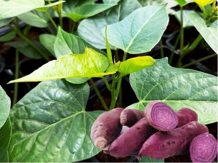 Bat�ty ERATO� VIOLET