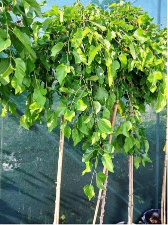 Moru�e p�evisl� - Morus alba - PENDULA - kmen 120cm, C 15 l