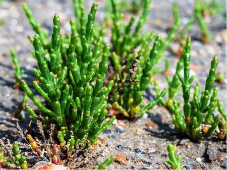 Slanoro�ec - Slan� bylinka - Salicornia Europaea