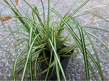 Ost�ice - Carex oshimensis EVERGOLD