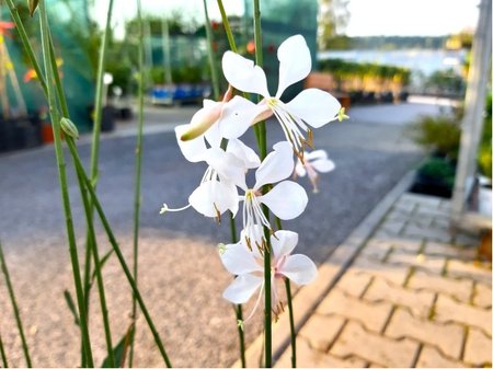 Sv��kovec - Gaura lindh. WHIRLING BUTTERFLIES - b�l�, C 1,4 l