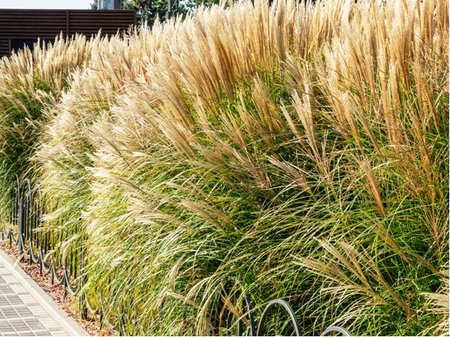 Miscanthus sin. - Ozdobnice ��nsk� ADAGIO