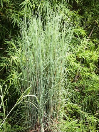 Proso prutnat� - Panicum virgatum PRAIRIE SKY