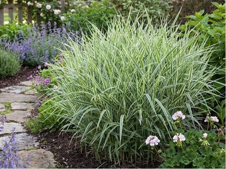 Chrastice r�kosovit� - Phalaris arundinacea PICTA
