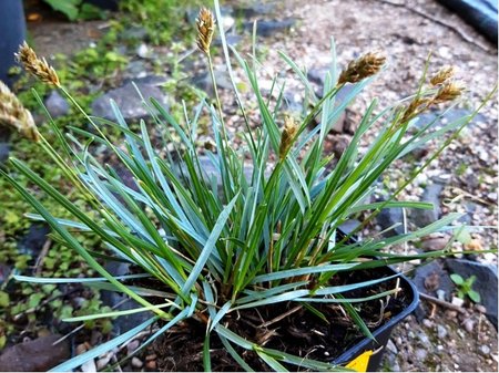 P�chava v�pnomiln� - Sesleria caerulea