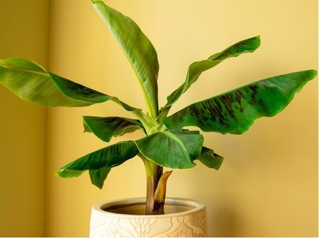 Ban�novn�k - Musa acuminata DWARF CAVENDISH