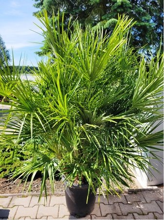 �umara n�zk� - Chamaerops humilis, P35