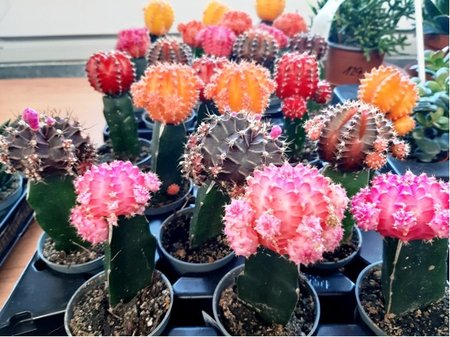 Gymnocalycium