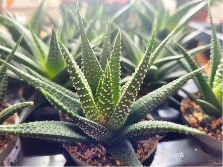 Haworthia fasciata