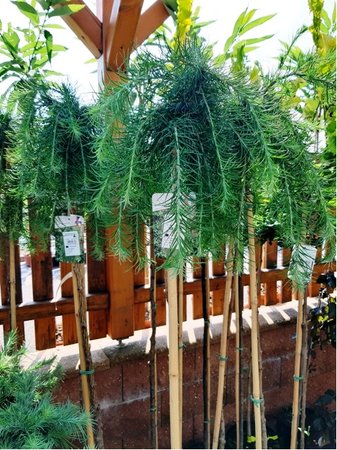 Mod��n japonsk� STIFF WEEPING - kmen 180cm