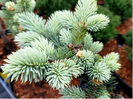 Smrk pichlav� - Picea pungens GLOBOSA