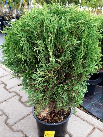 Thuja occidentalis TINY TIM, C 2 l