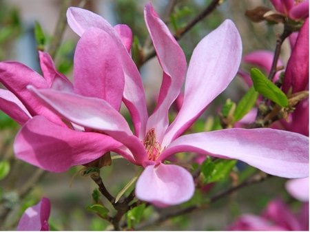 Magnolie RANDY - sv�tle r��ov�, K 19