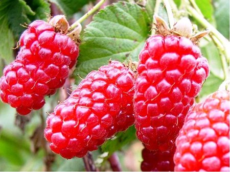 Malinoostru�ina TAYBERRY, C 1,6 l