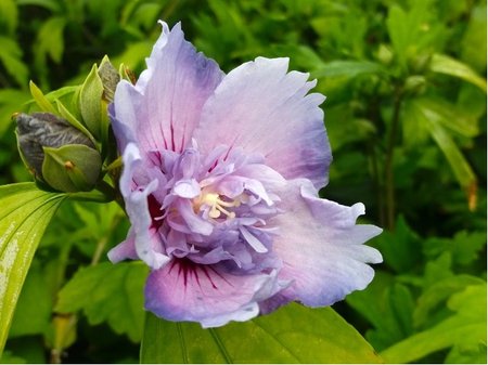 Ibi�ek syrsk� BLUE CHIFFON� - modrofialov�, plnokv�t�, C 2,5 l