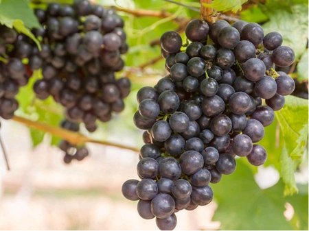 R�va venkovn� RULANDSK� MODR� (Pinot Noir) - modr�