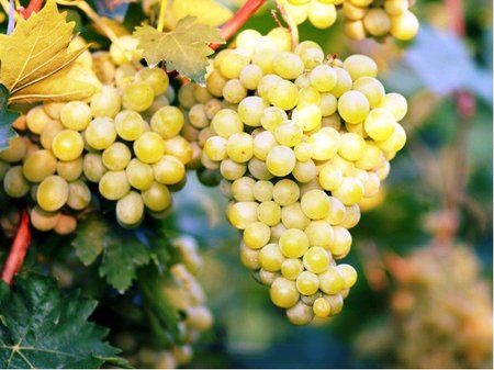 R�va venkovn� RULANDSK� B�L� (Pinot Blanc) - b�l�