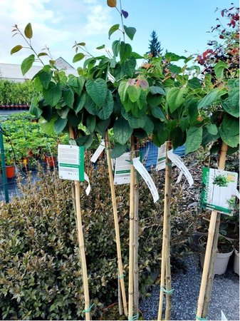 Zmarli�n�k japonsk� - Cercidiphyllum japonicum GLOWBALL - kmen 100cm