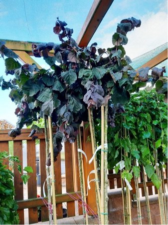 L�ska obecn� PURPLE UMBRELLA - kmen 200cm