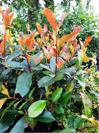 Bl�skavka - Photinia fraseri RED ROBIN, C 2,5 l