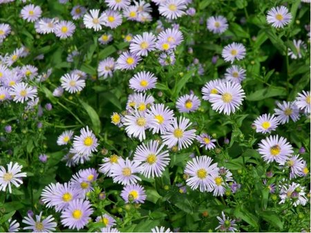 Hv�zdnice - Aster ageratoides ASRAN
